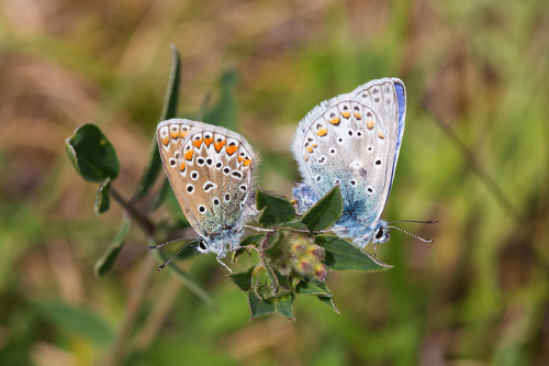 Hauhechel-Bl&auml;uling