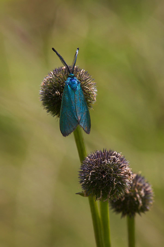 Gemeines Gruenwidderchen