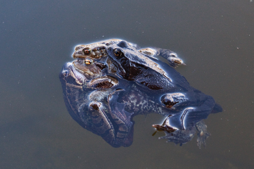 Grasfroesche in der Laichzeit
