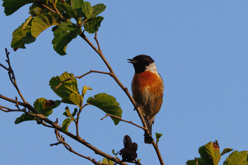 Schwarzkehlchen M&auml;nnchen