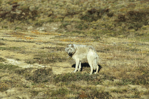 Eureka, Ellesmere Island