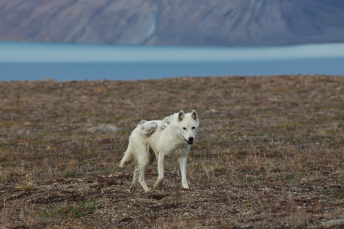 Weisse Woelfe, Ellesmere Island