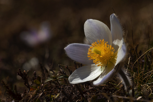 Fr&uuml;hlingsanemone