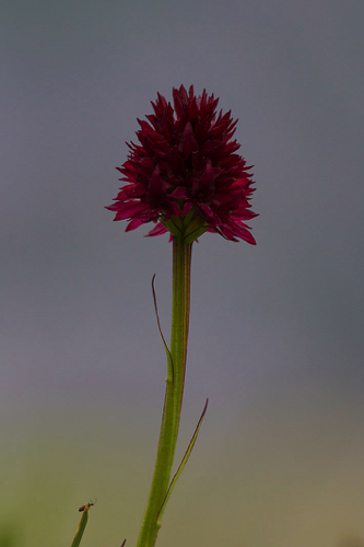 Kohlr&ouml;schen oder M&auml;nnertreu