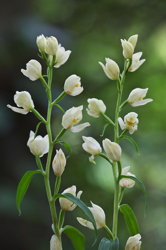 Weisses Waldv&ouml;gelchen