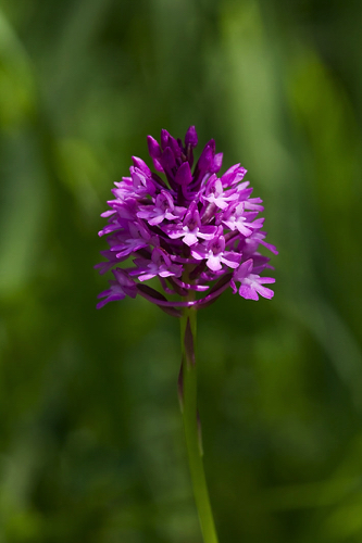 Pyramidenorchis