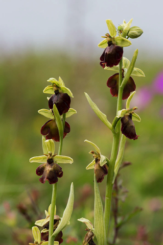 Hybrid Fliegenragwurz - Hummelragwurz