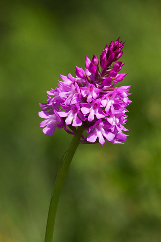 Pyramidenorchis