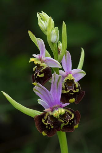 Hummelragwurz Fehlbildung