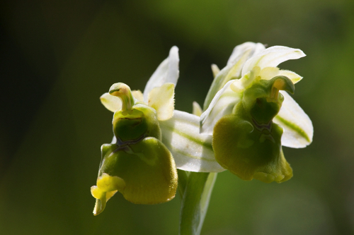 Hummelragwurz Fehlbildung