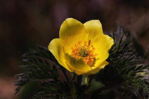 Schwefelanemone Schwefelanemone