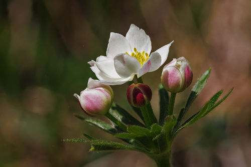 Narzissenblütige Anemone Narzissenblütige Anemone