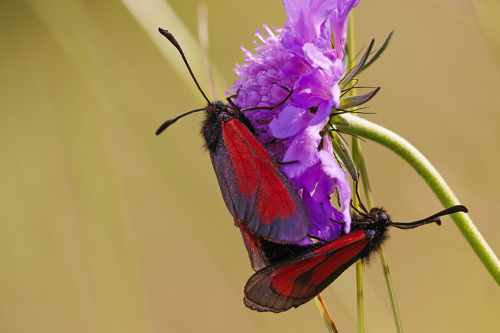 Thymian-Widderchen Thymian-Widderchen